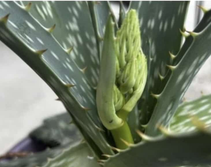 Discover the Natural Wonders of Aloe Vera