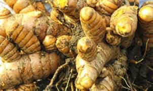 10 Health Benefits of Turmeric: What is Turmeric Good For?