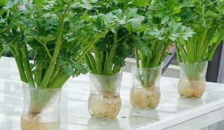 Effortless Celery Growing: No Soil, No Watering Needed