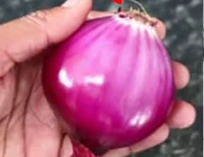 MAGIC ONION: How To Kill Cockroaches and Lizards Within 5 Minutes Using This Home Remedy