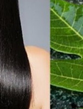 Turn White Hair to Black Hair Naturally and Grow Long Hair with Papaya Leaves Overnight