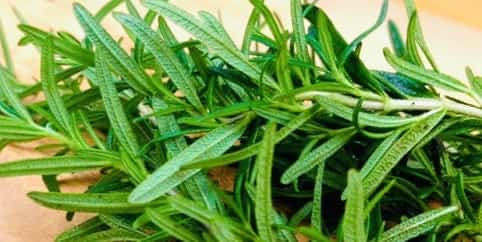 Rosemary: A Potent Bacteria Killer and Intestinal Cleanser