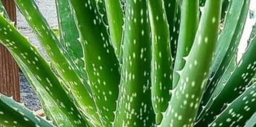 12 Incredible Ways Aloe Vera Can Enhance Your Daily Routine