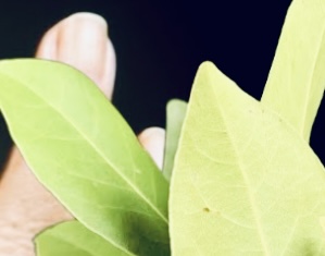 Applying Bay Leaves to Joints: A Natural Remedy for Pain Relief