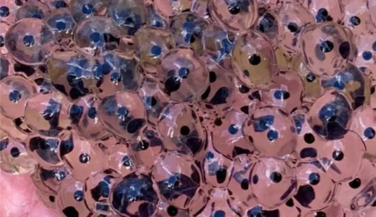 Farmer Stumbles Upon Mysterious Eggs in Field – Scientists Reveal Astonishing Truth