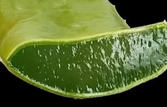 Aloe Vera for Tired Legs: A Simple Soothing Remedy You Can Try Tonight